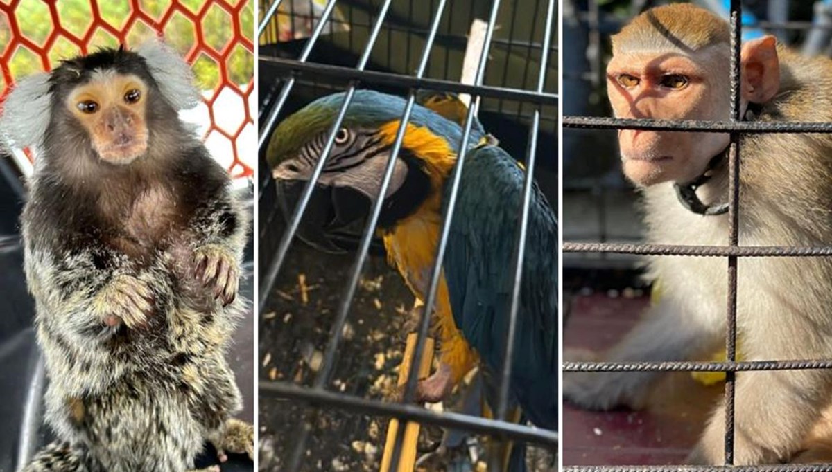 Timsah, yılan, maymun, kuş… İstanbul’da kaçakçılara yönelik operasyonda 565 hayvana el konuldu