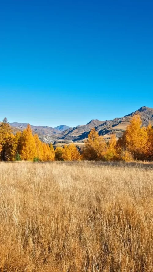 720x1280-Wallpaper_AppsApk.com_-490.webp