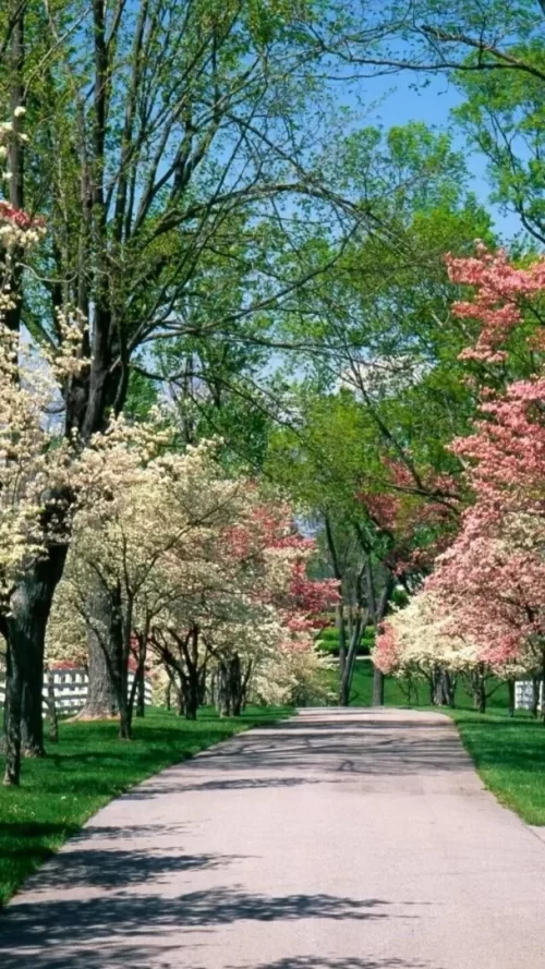 720x1280-Wallpaper_AppsApk.com_-545.webp