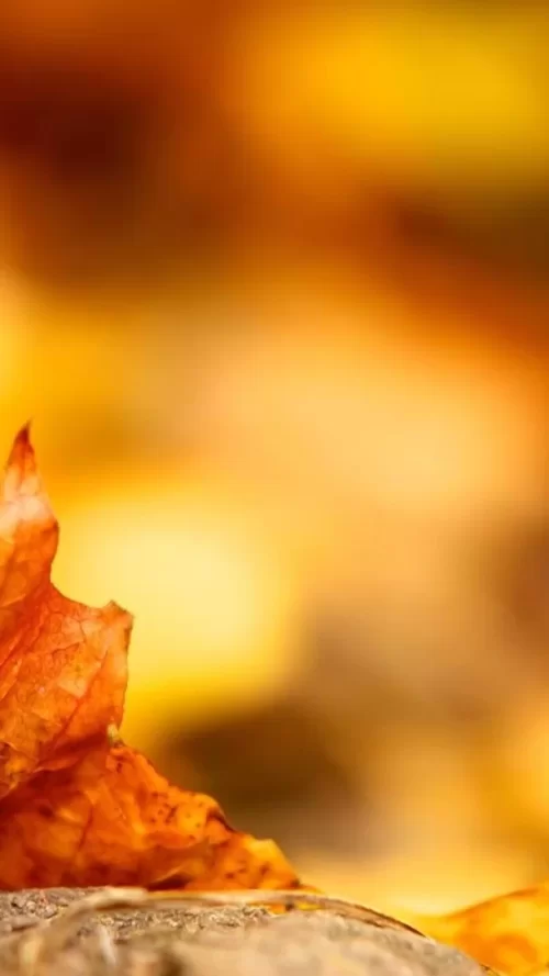 720x1280-Wallpaper_AppsApk.com_-560.webp