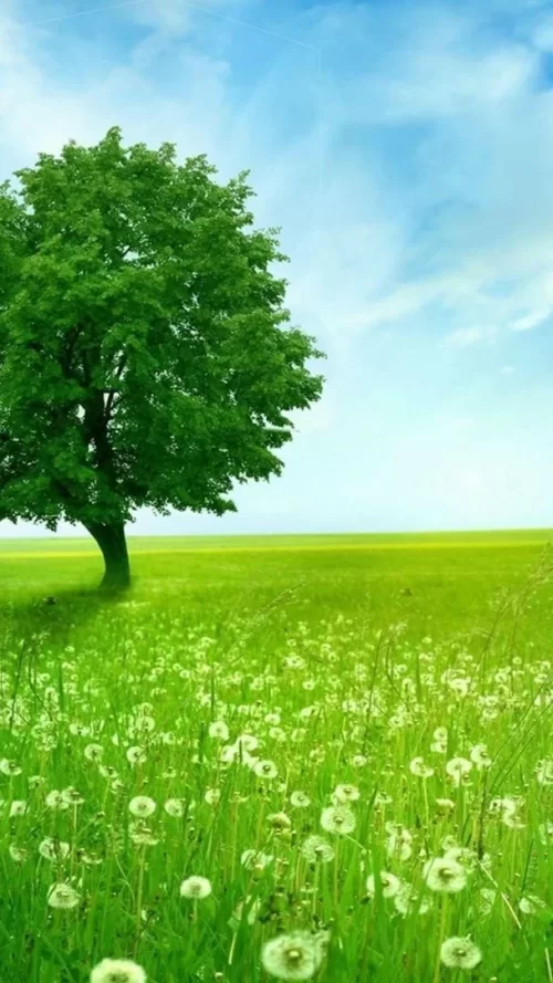 720x1280-Wallpaper_AppsApk.com_-601 (1).webp