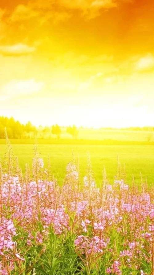 720x1280-Wallpaper_AppsApk.com_-625.webp