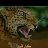 aloush