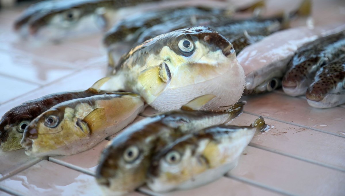 Denizlerde “ölümcül balık”la mücadele sürüyor | 100 bini avlandı, siyanürden daha tehlikeli