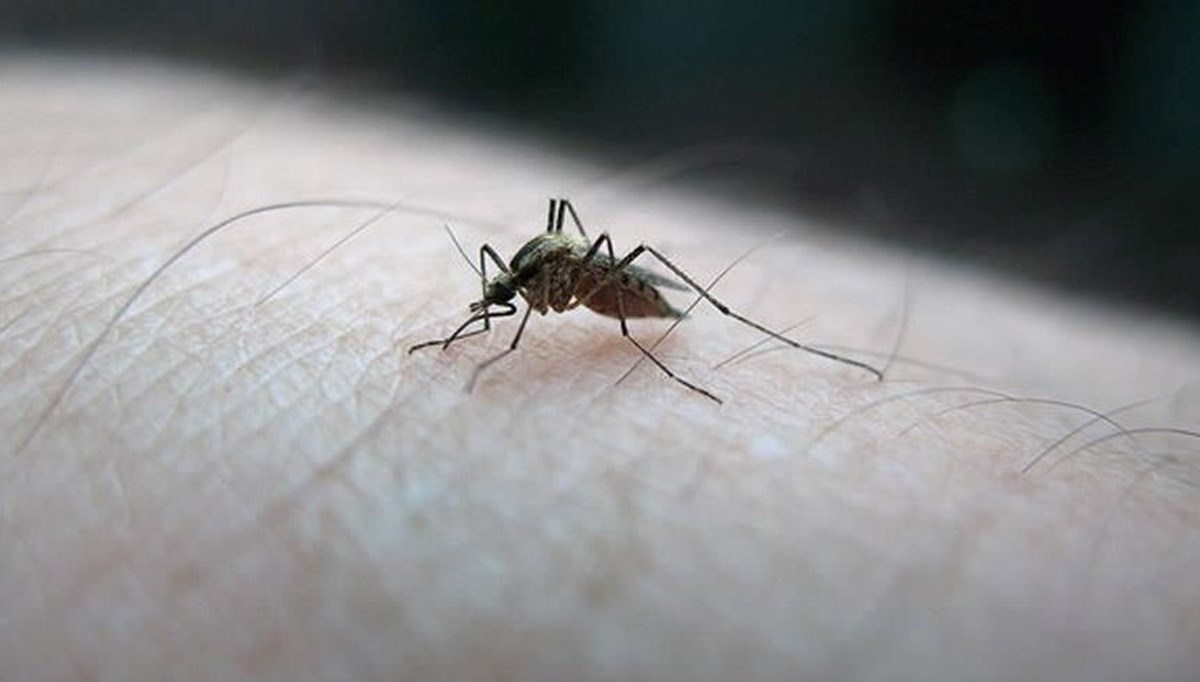 Gana'da sıtmayı daha hızlı bulaştıran sivrisinek türü tespit edildi