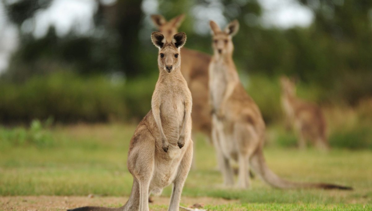 Avustralya'da nesli tükenmiş 3 yeni kanguru türü keşfedildi