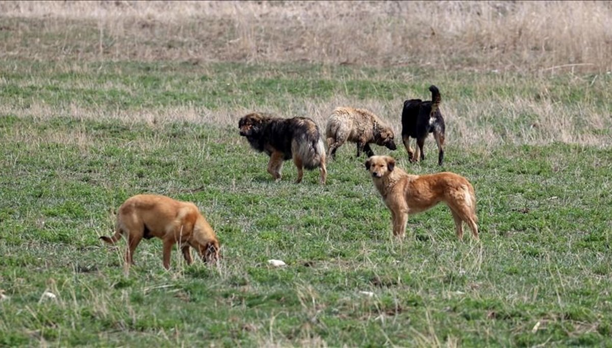 İstanbul'da köpekleri site dışına çıkaran iki kişiye verilen ceza iptal