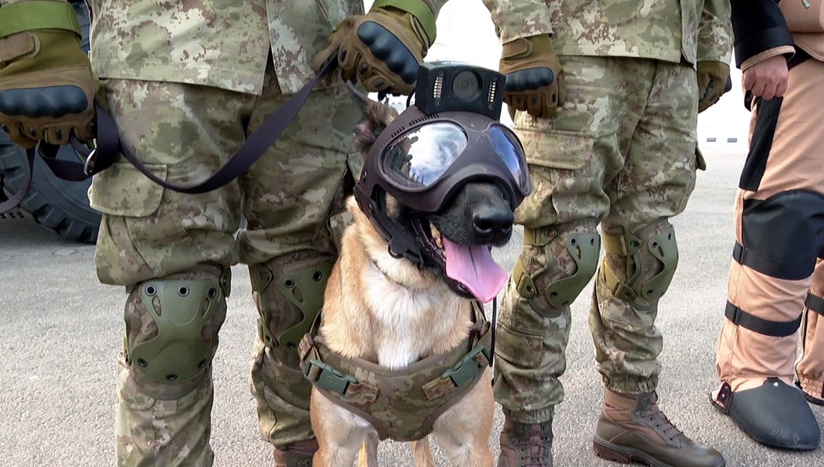 TSK'nın bomba arama köpekleri Dünya Kupası'nda