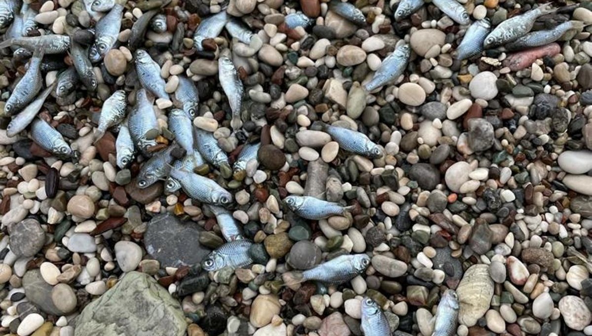 Konyaaltı Sahili'nde balık ölümleri