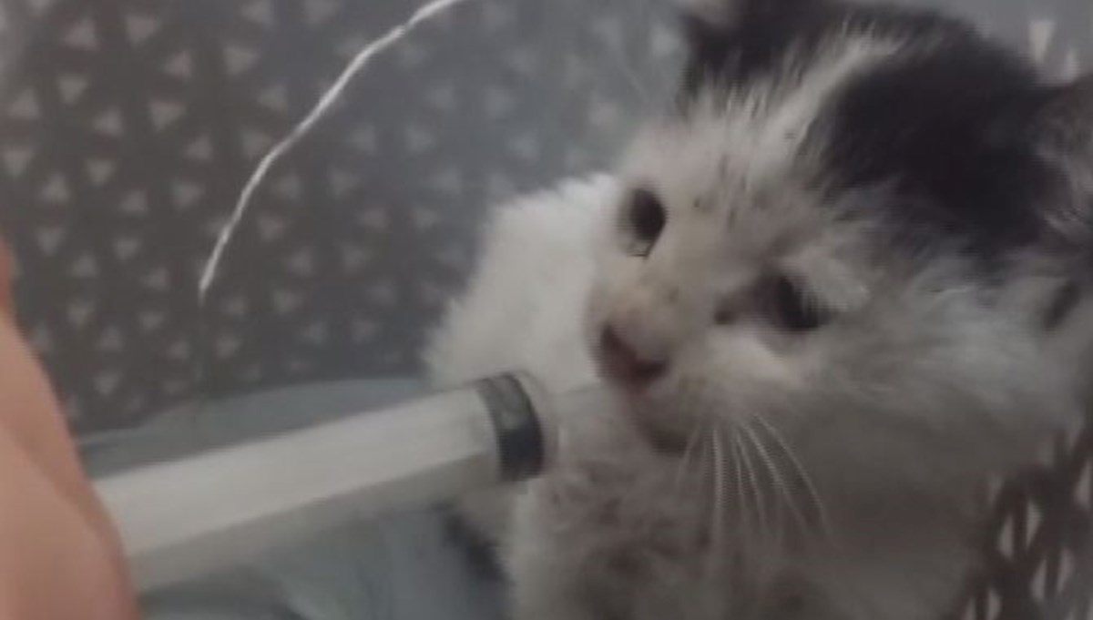 Avcılar'da itfaiyeden 2 saatlik yavru kedi kurtarma operasyonu