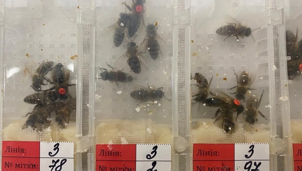 Sabiha Gökçen Havalimanı'nda 1240 canlı arı ele geçirildi