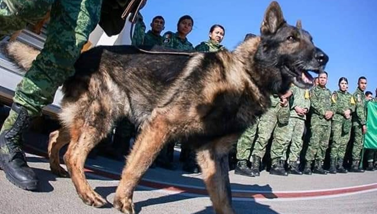 Meksika'dan Türkiye'ye gelen arama-kurtarma köpeği 'Proteo' hayatını kaybetti