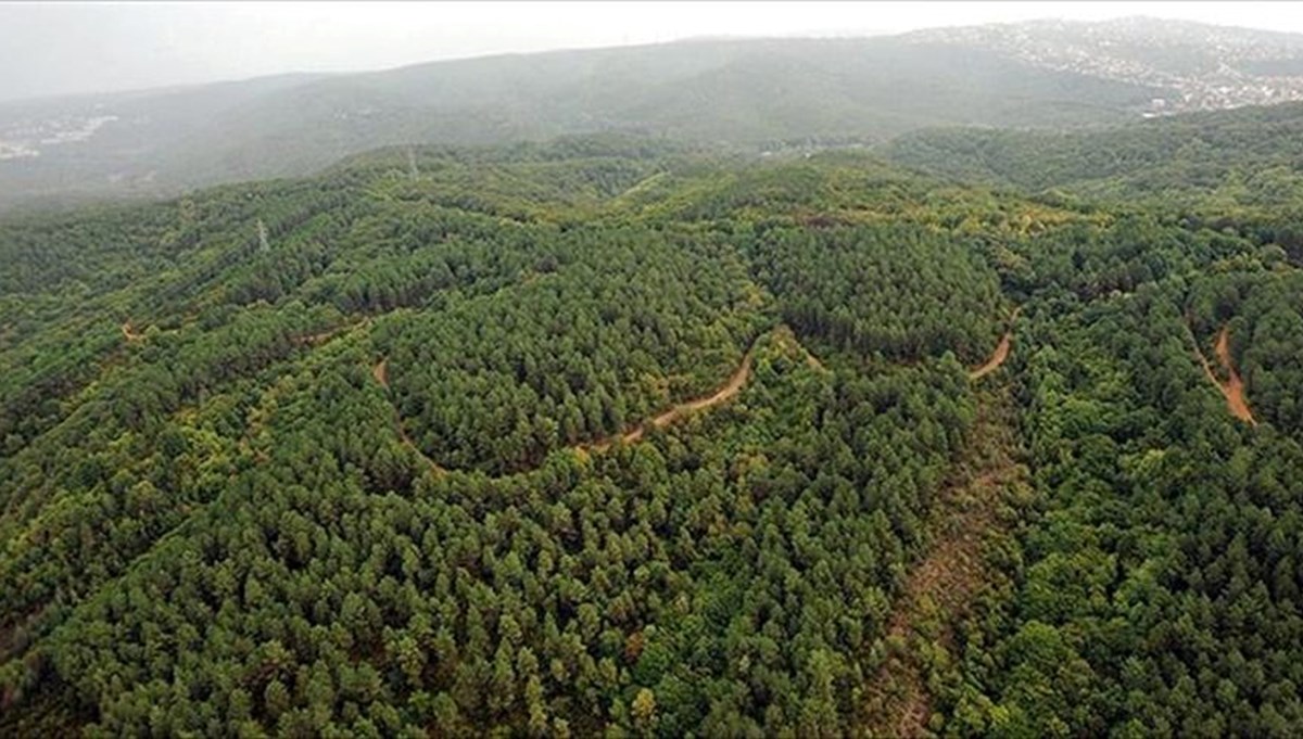 Samsun'da ormanlık alanlara girişler yasaklandı