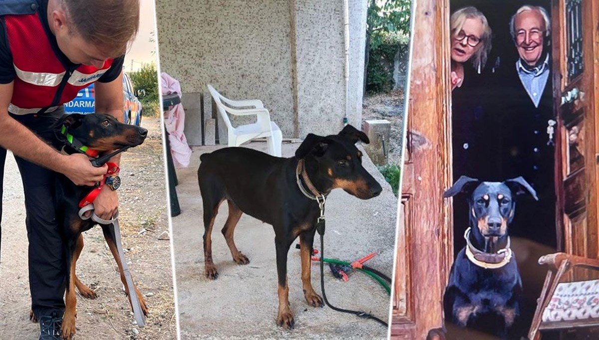 Arama çalışmalarında 85'inci gün | Korhan Berzeg'in köpeği Tina'nın tahlil sonuçları belli oldu