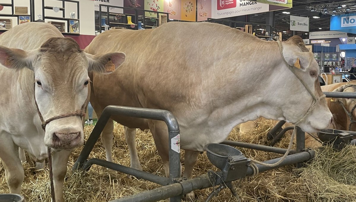 Paris'te tarım fuarı | 990 kilogramlık inek rekor fiyata satıldı