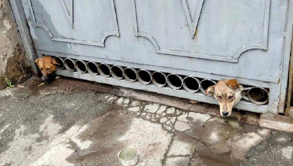 Ukrayna'da bombardımandan korkan köpeklerin başı demir kapıya sıkıştı
