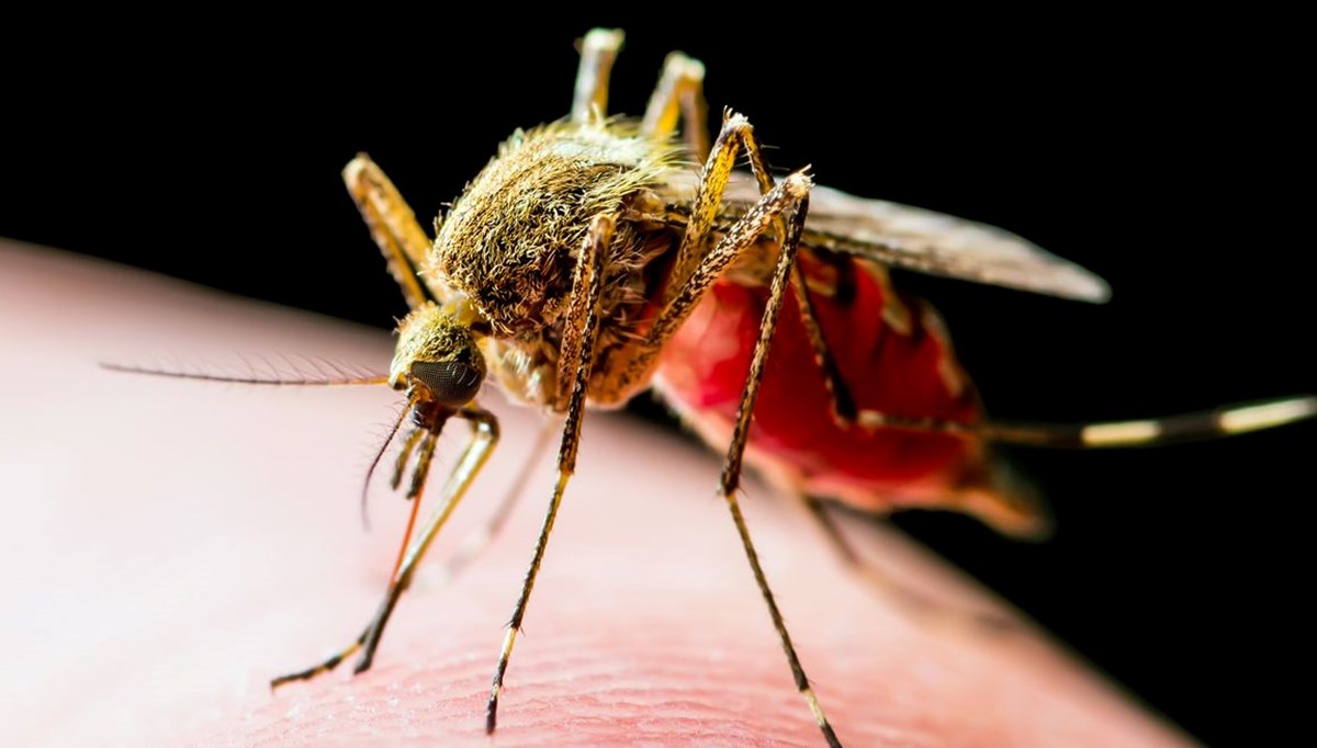 Küresel ısınma ile gelen yeni tehlike: Sivrisinekler daha ölümcül hale geliyor