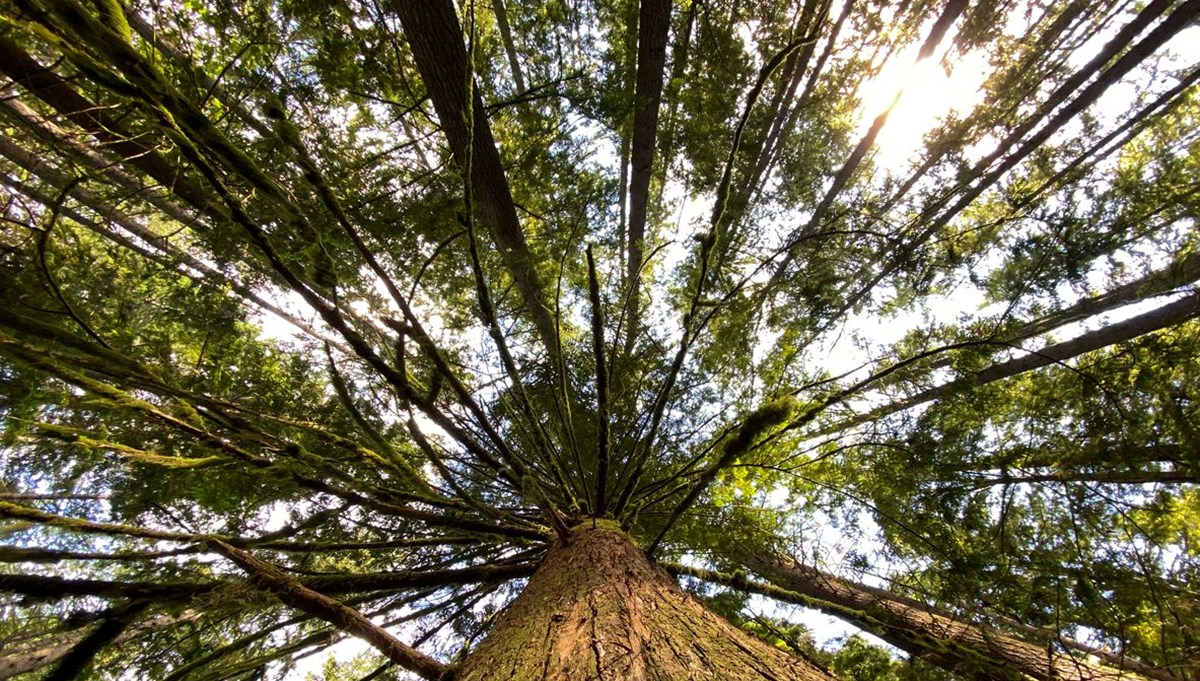Japonya saman nezlesiyle mücadele için sedir ağaçlarını kesecek