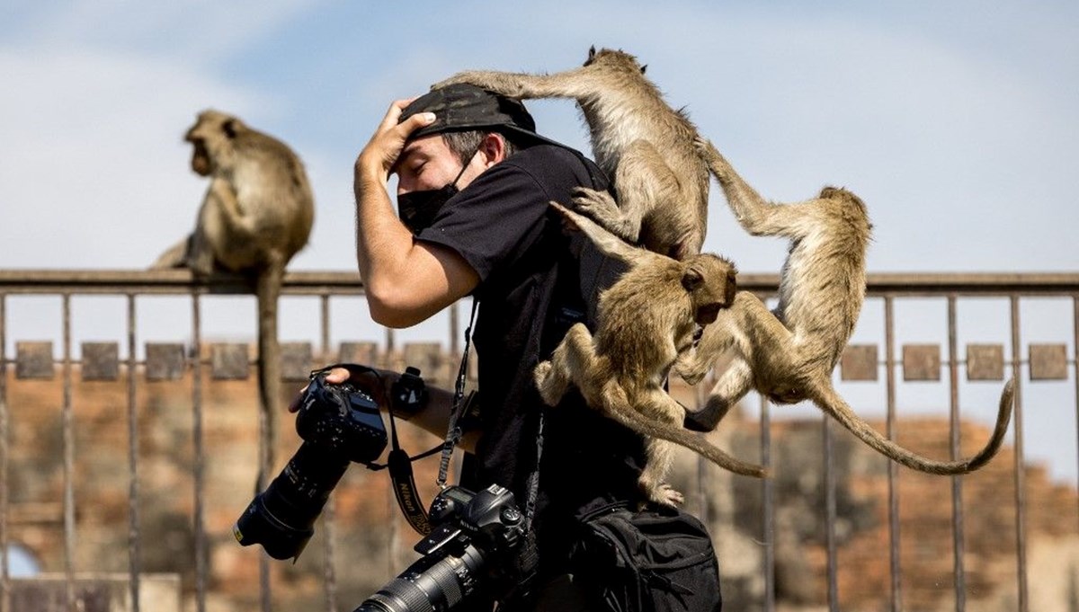 Tayland'da maymunlar şehri istila etti: Hayat durma noktasına geldi