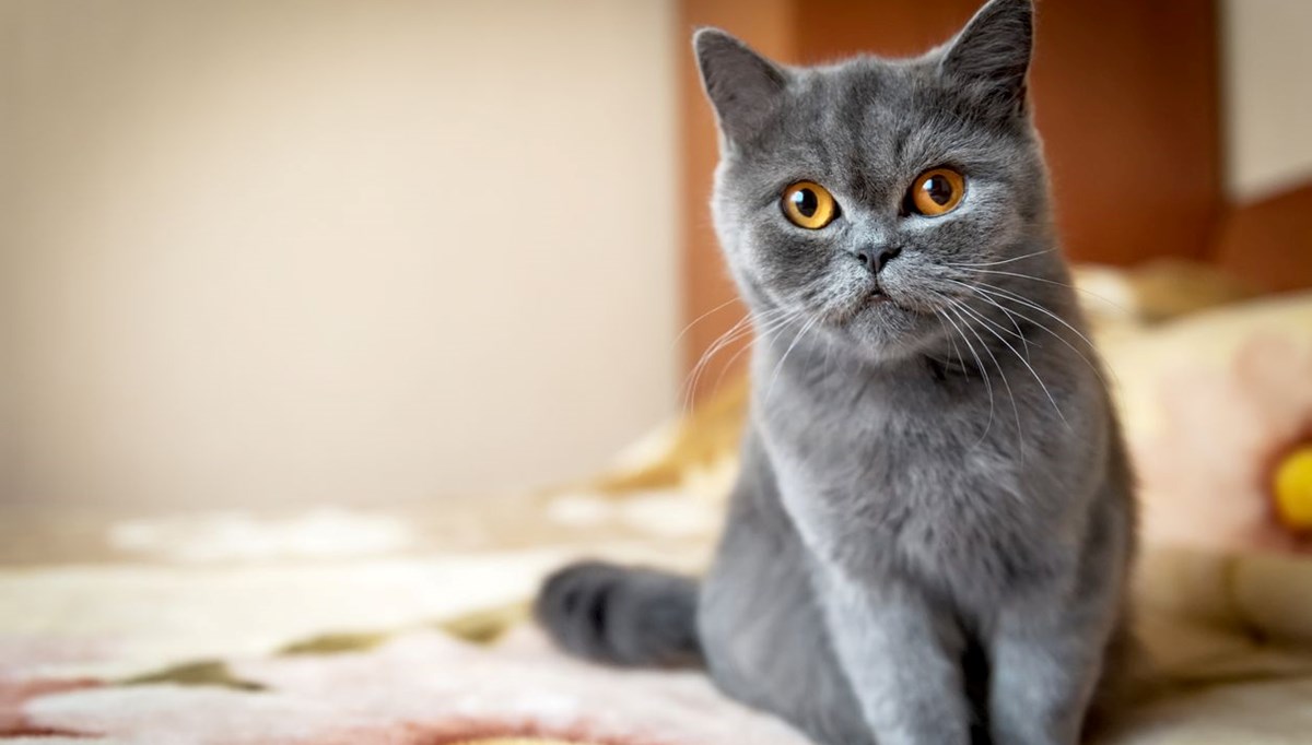 Araştırma: Kedilerin 276 farklı yüz ifadesi var