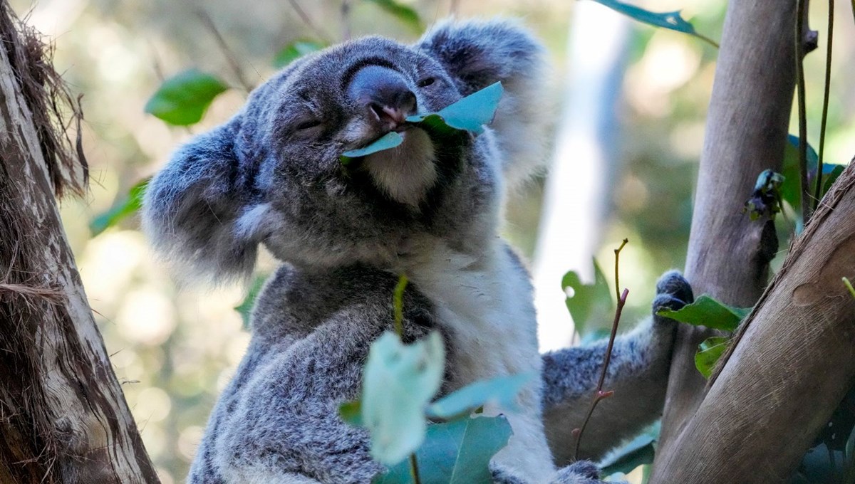 Cinsel yolla bulaşan hastalık onları öldürüyor: Koalalar için aşılama kampanyası