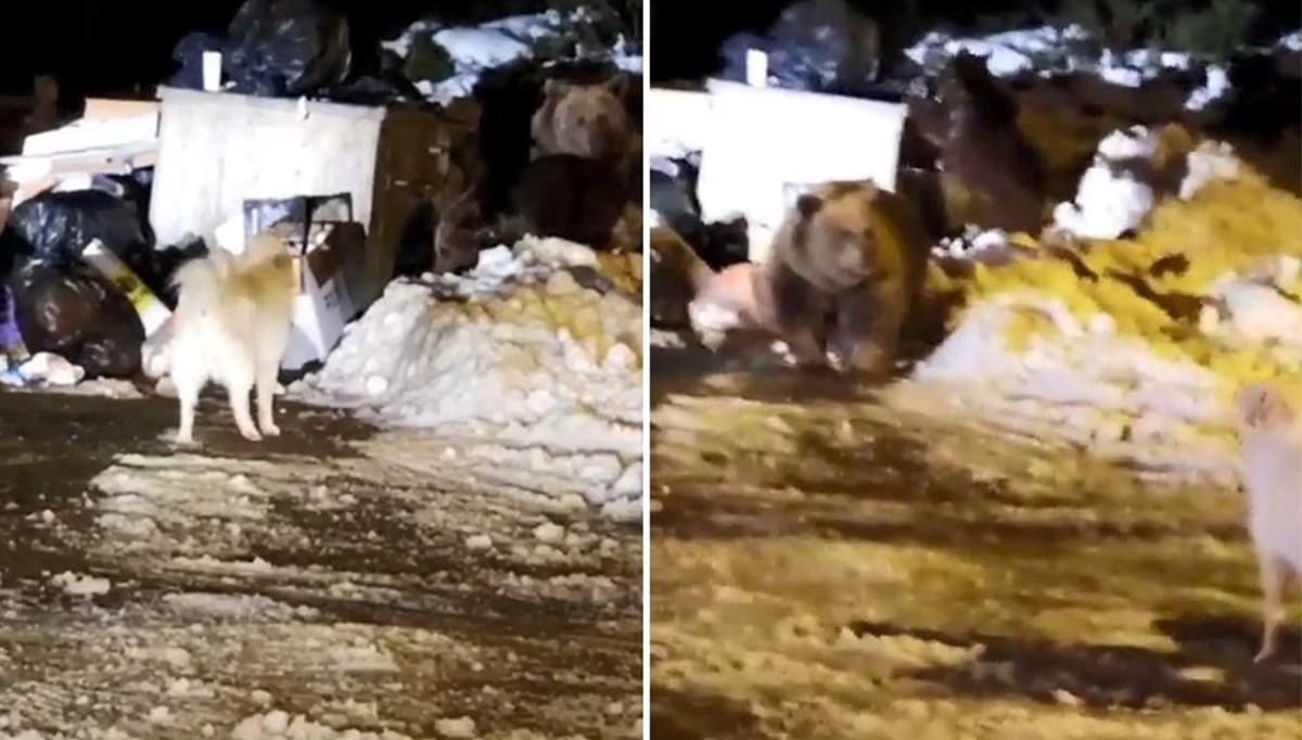 Uludağ’da kış uykusuna dalamayan ayı ailesi kendilerini rahatsız eden köpeğe saldırdı