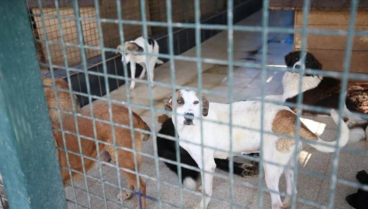 180 köpeğe bakan gönüllüye 1,7 milyon lira ceza