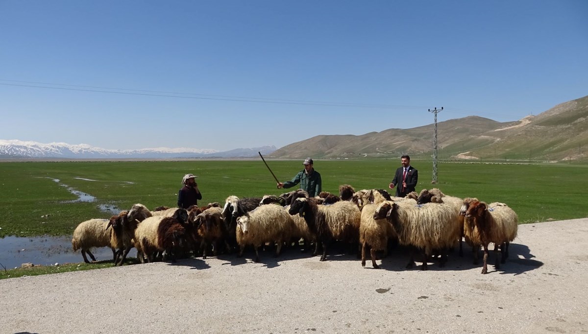Hakkari'ye İran'dan ithal çoban