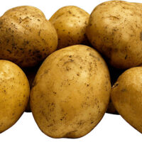 PATATES Dünyanın Kaderini Nasıl Değiştirdi?