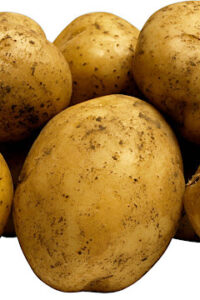 PATATES Dünyanın Kaderini Nasıl Değiştirdi?