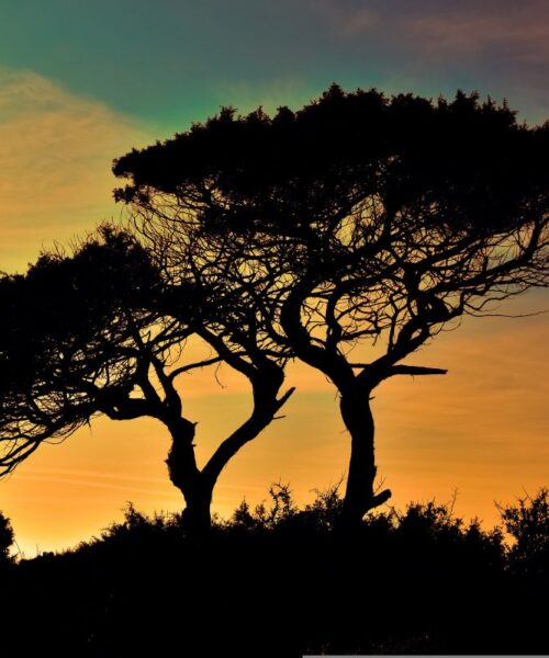 Doğa ve Yaşamın Geleceği – Yeni Nesil İçin 5 Adımda Çözüm Rehberi